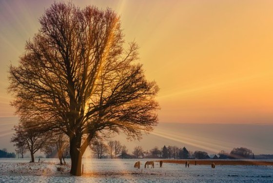 naturbild vinter header